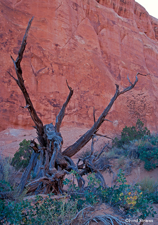 Lonesome Tree