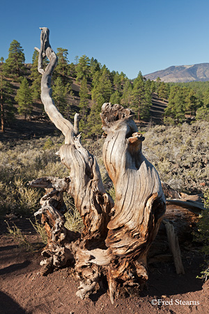 Sunset Crater Volcano National Monument