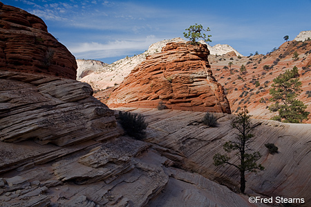 Zion National Park Pine Tree