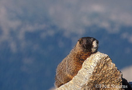 Arapahoe NF Mount Evans ellow Bellied Marmot