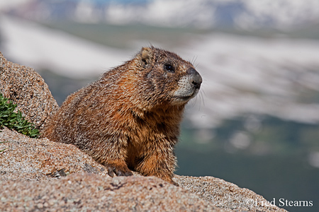 Rocky Mountain NP Yellow Bellied Marmot