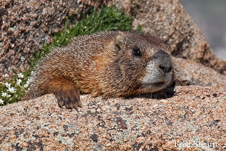 Rocky Mountain NP Yellow Bellied Marmot