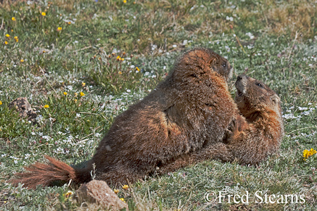 Rocky Mountain NP Yellow Bellied Marmot