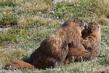 Rocky Mountain NP Yellow Bellied Marmot