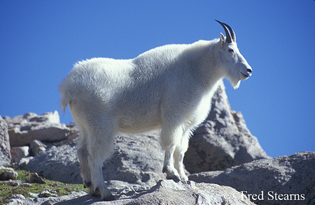 Arapaho NF Mount Evans Mountain Goat