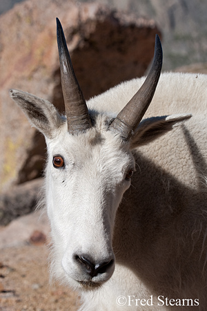Arapaho NF Mount Evans Mountain Goat