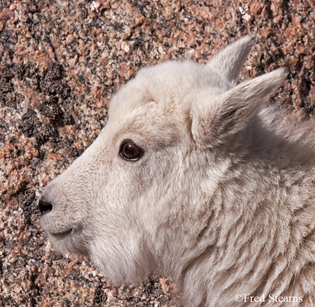 Arapaho NF Mount Evans Mountain Goat