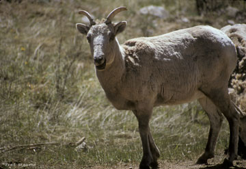 Big Horn Sheep on Guanella Pass