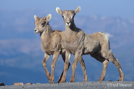 Big Horn Sheep Photo