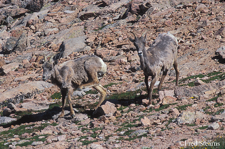 Big Horn Sheep on Mount Evans