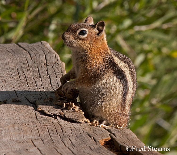 Grand Teton NP Bison