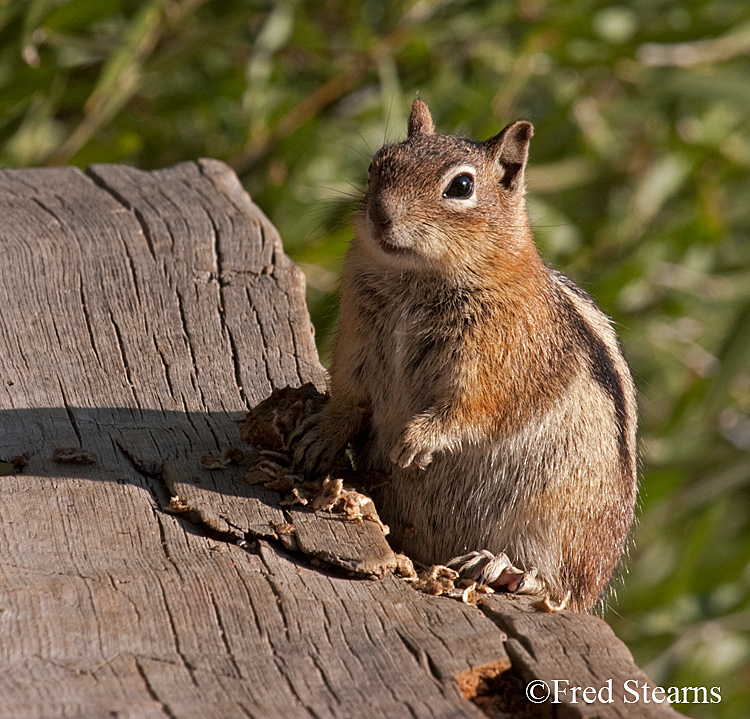 Grand Teton NP Bison