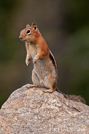 Grand Tetons NP Bison Calf