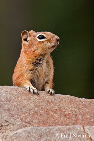Grand Tetons NP Bison Calf