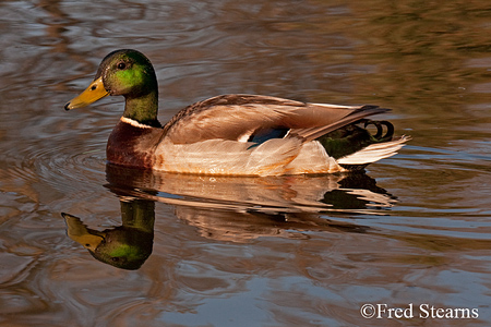 Mallard Ducks Sterne Park