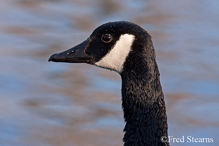 Sterne Park Canada Goose