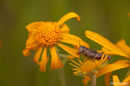 East Dallas Creek Uncompahgre National Forest Ridgeway Colorado