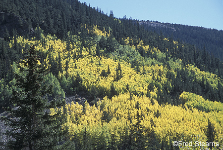 Arapaho NF Clear Creek Aspen